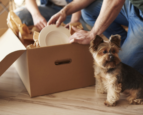 How to Make Moving with Pets a Paw-fect Experience