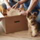 How to Make Moving with Pets a Paw-fect Experience