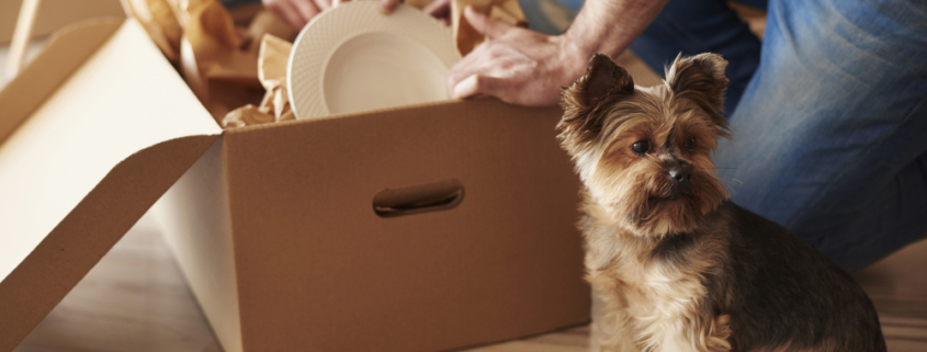 How to Make Moving with Pets a Paw-fect Experience
